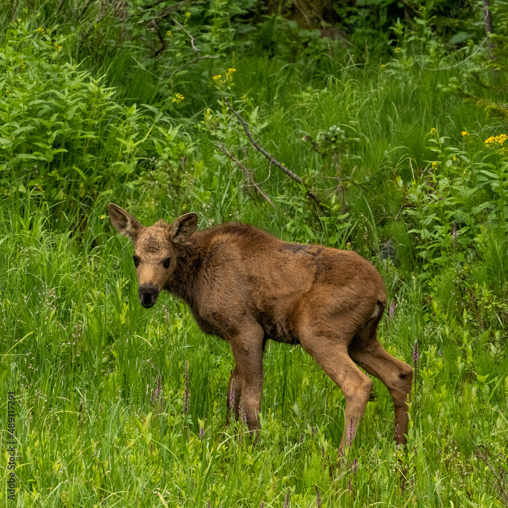 Young Moose Pauses in Thick Grassy Field Young Moose Pauses in Thick Grassy Field