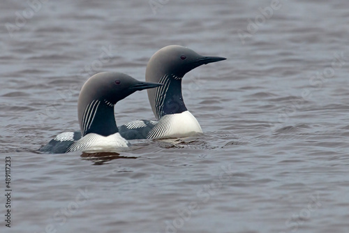 Pacific Loon symmetry photo