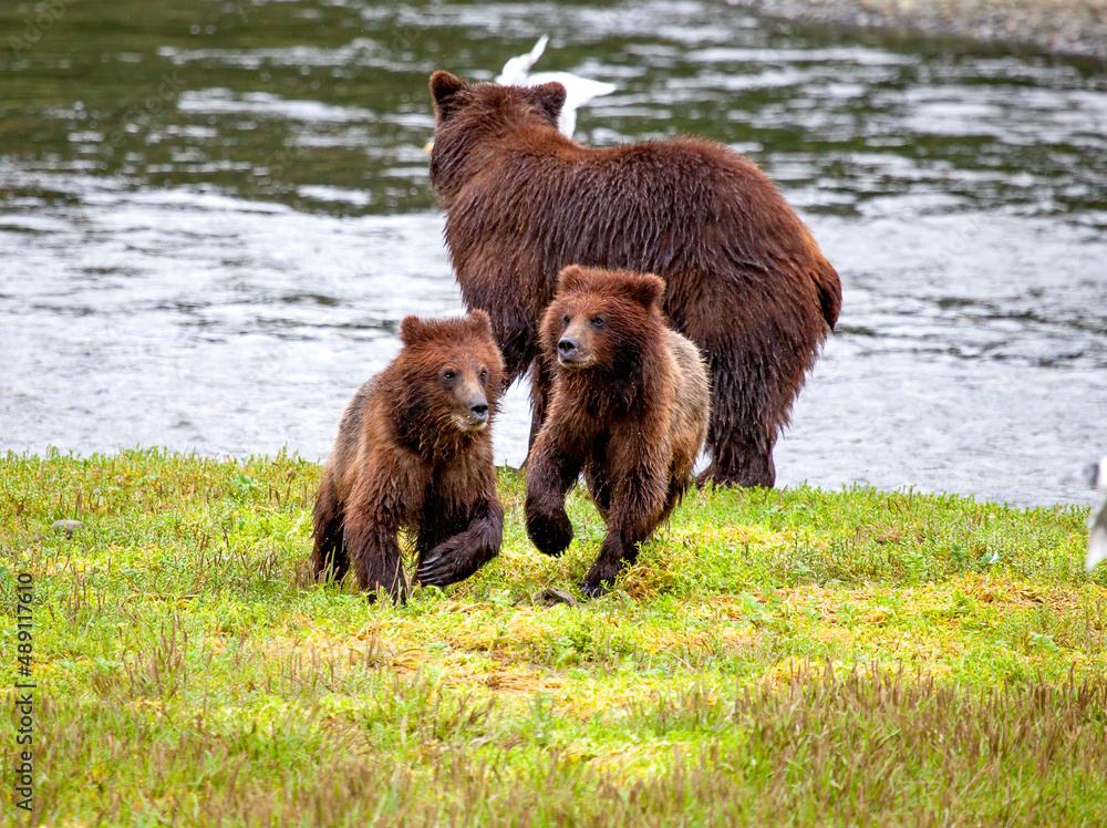 Brown bear sow with cubs at Pack Creek, Alaska Brown bear sow with cubs at Pack Creek, Alaska
