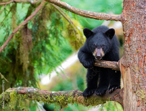 Black bear cub in tree, Anan Creek, Alaska photo