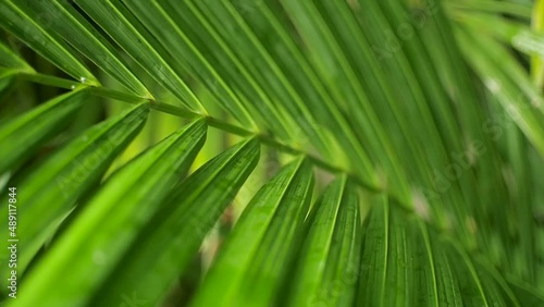Bright green palm frond leaves in Central Panama jungle, Close up shot