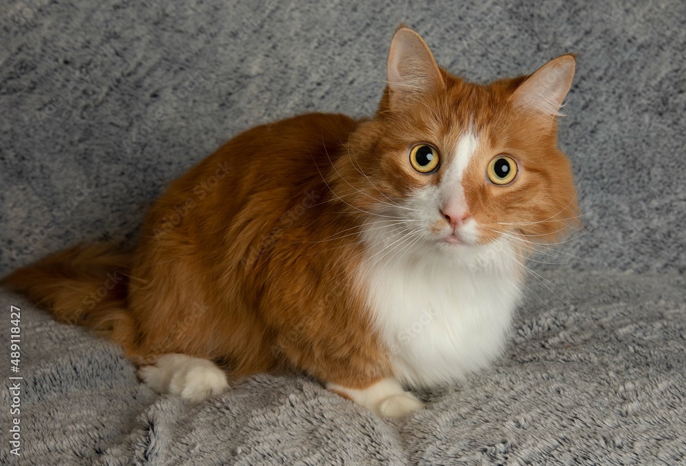 orange and white cute cat lying down looking on a blue background orange and white cute cat lying down looking on a blue background