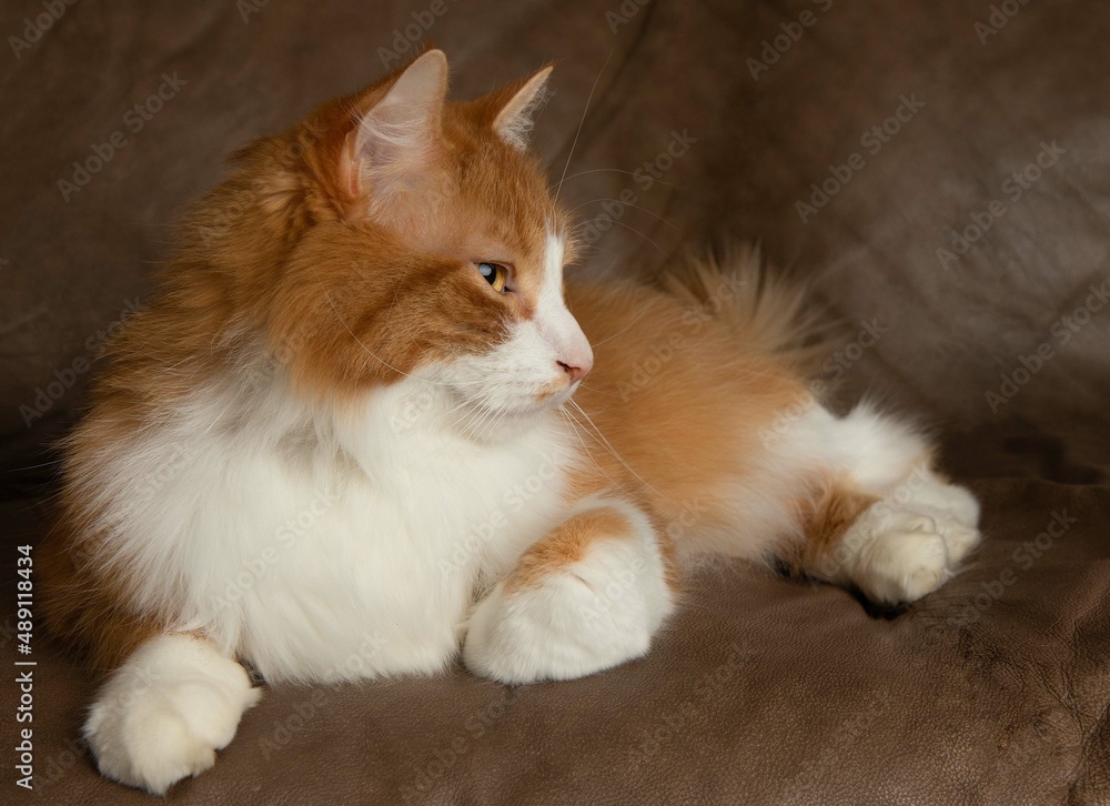 Fototapeta premium orange and white cute cat lying down on a brown background side profile