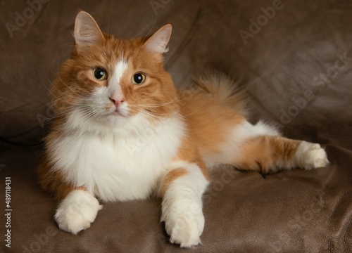 orange and white cute cat lying down on a brown background © Ashley