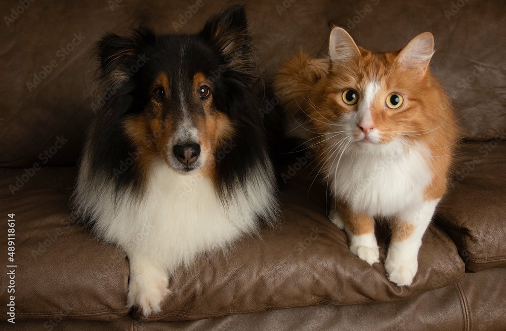 cat and dog shetland sheepdog together on couch