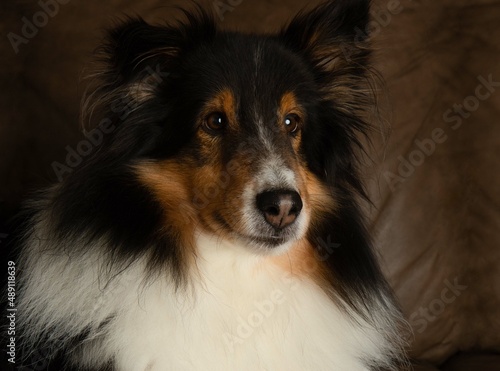 cute shetland sheepdog dog close up portrait