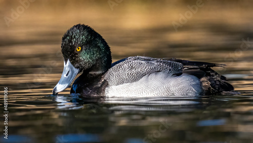 Fotografiet Ring Neck Duck on the lake
