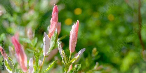 Spring Nature Background with Three-color Japanese Willow Hakuro Nishiki in the garden
