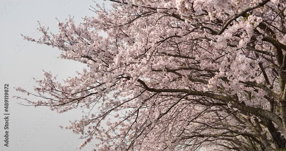 Panning video of cherry blossoms in full bloom.