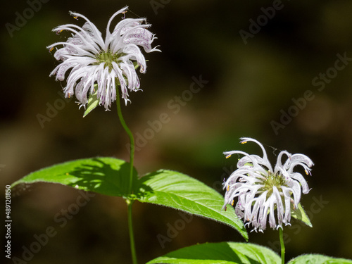 Flowers in the sun