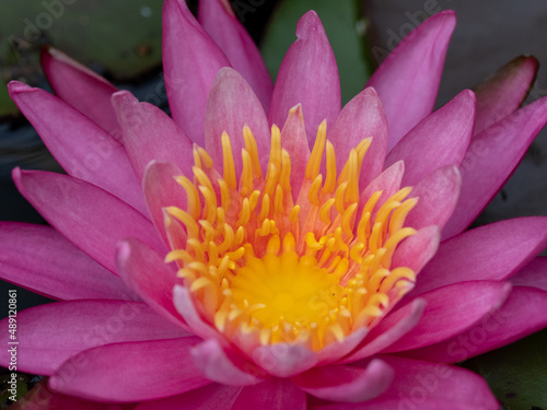 Water flower