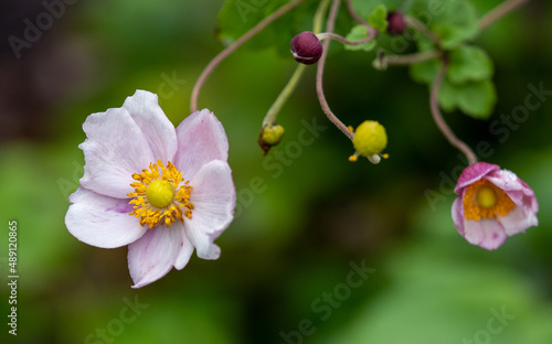 Wildflower and buds