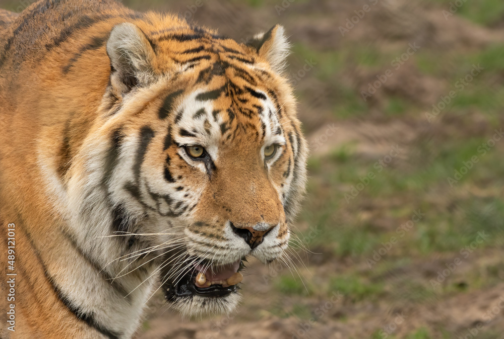 Closeup portrait of a male Amur or Siberian tiger (Panthera tigris tigris). Beautiful big cat. Closeup portrait of a male Amur or Siberian tiger (Panthera tigris tigris). Beautiful big cat.