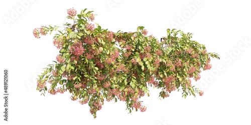 Climbing plants creepers isolated on white background 3d illustration