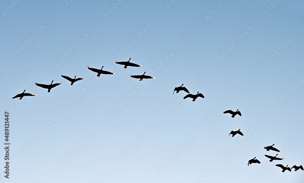 Fototapeta premium Canada Geese Flying Overhead