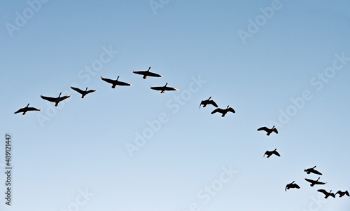 Canada Geese Flying Overhead