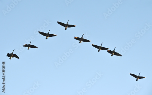 Canada Geese Flying Overhead