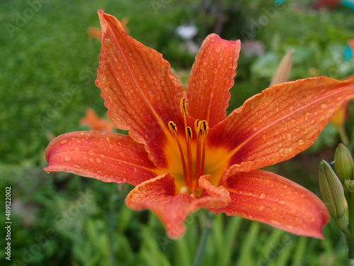 Flower Lilium with drop of rain