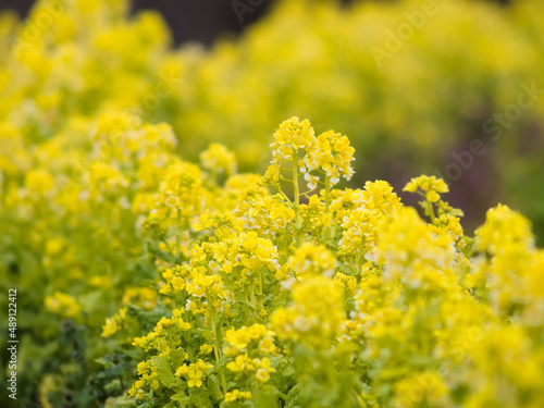 満開の菜の花畑