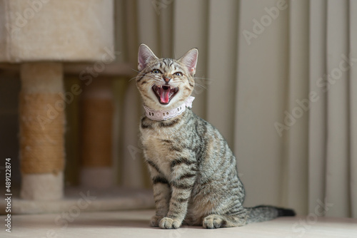 Sticker Angry cat sitting on wood table
