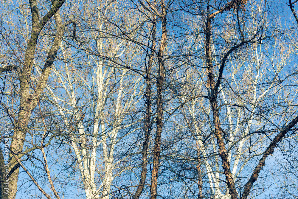 Bare trees against a blue sky in winter