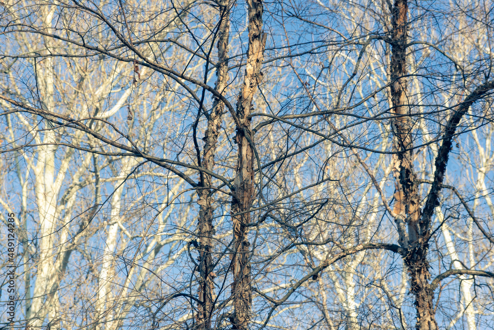 Bare trees against a blue sky in winter Bare trees against a blue sky in winter