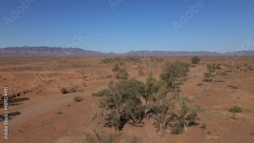 Ascending view from trees from Brachina Gorge creek, Australian outback landscape  photo