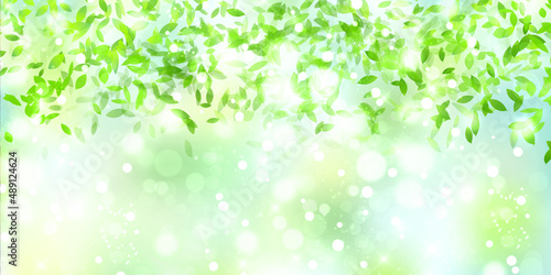 新緑　葉　春　背景