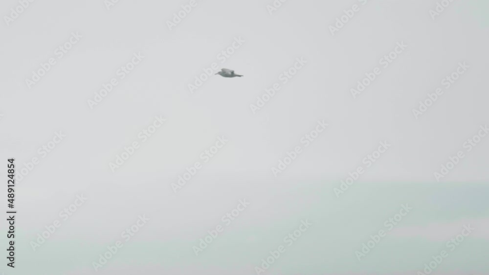 4K Cinematic slow motion wildlife shot of a seagull flying in the sky. 4K Cinematic slow motion wildlife shot of a seagull flying in the sky.