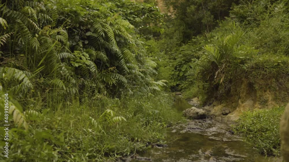 walking inside a tropical rainforest green jungle, exploring unpolluted remote area of Mother Earth white trekking alone pure adventure.