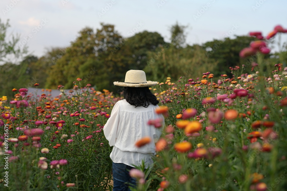 Asian female tourist walks in a multicolored flower garden to admire the beauty of the flower fields of Straw flower, Woman wearing a wide brimmed straw hat Jeans and a white long-sleeved shir
