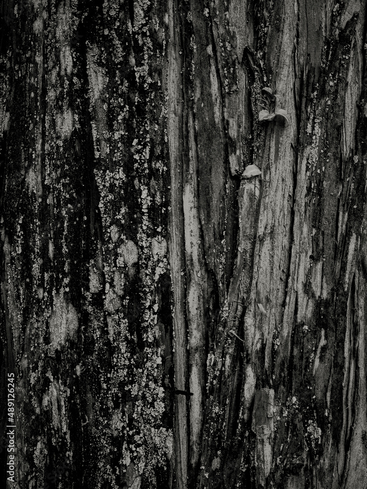 Obraz premium 木目