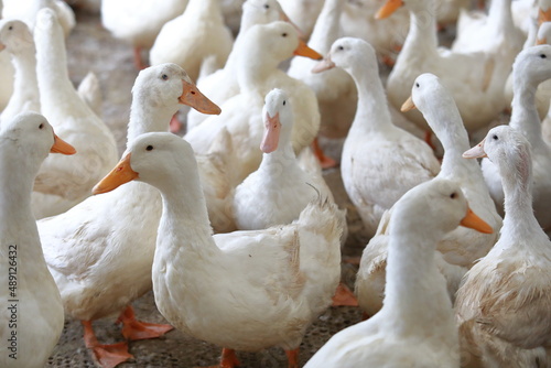 farm free range goose