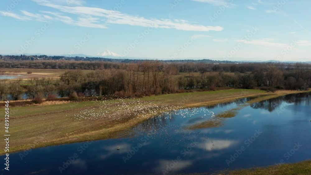 Snow Geese wintering in Vancouver Washington by lakes and ponds filmed with drone Snow Geese wintering in Vancouver Washington by lakes and ponds filmed with drone