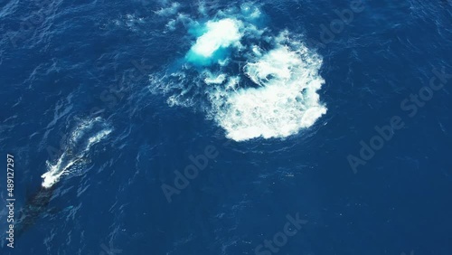 Medium aerial shot of large whale splashing in the ocean.