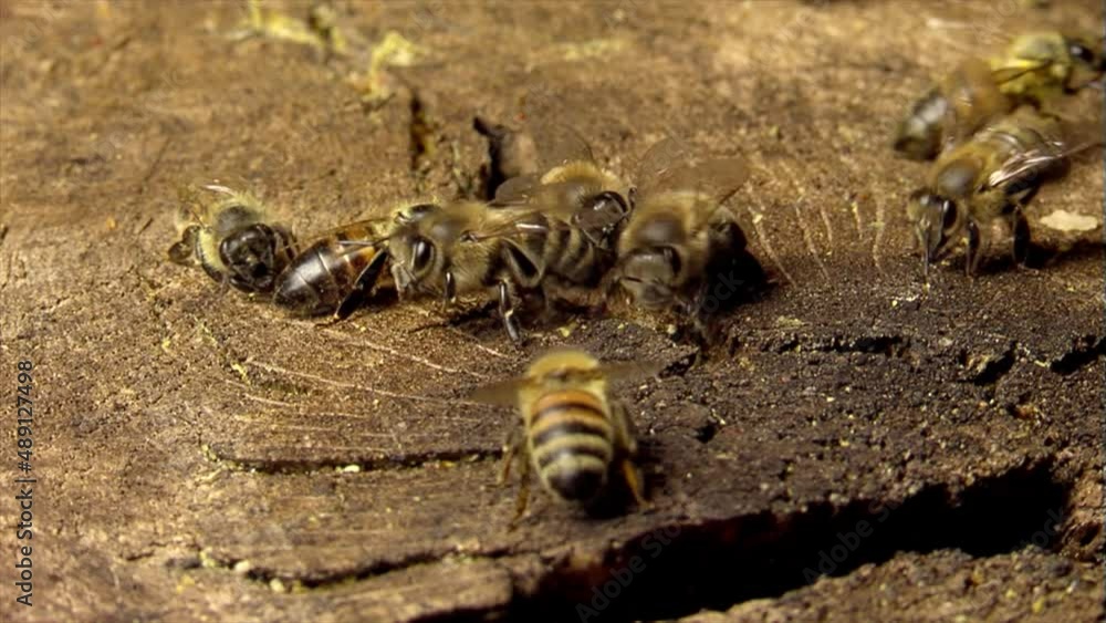 Beautiful close up of a wild bee colony on a tree stump Beautiful close up of a wild bee colony on a tree stump