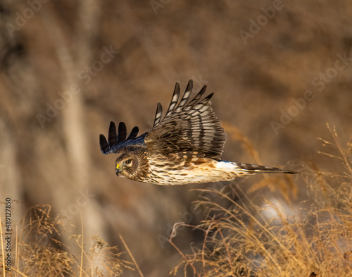 Northern harrier (Circus hudsonius) female gliding low just above grass Colorado, USA photo