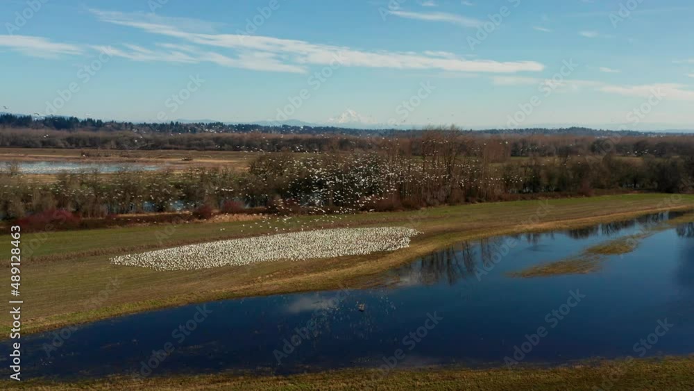 Snow Geese wintering in Vancouver Washington by lakes and ponds filmed with drone Snow Geese wintering in Vancouver Washington by lakes and ponds filmed with drone