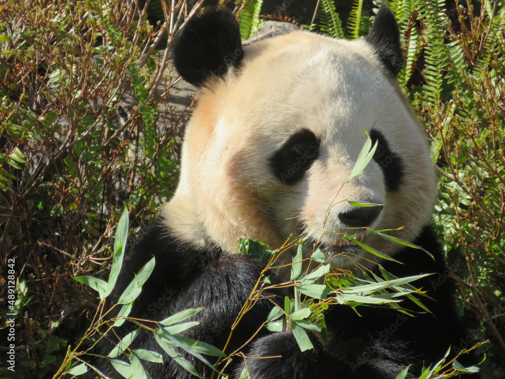 Fototapeta premium giant panda eating bamboo