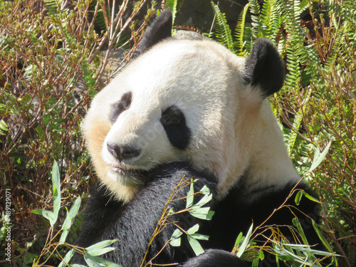 giant panda eating bamboo © 野澤 慧