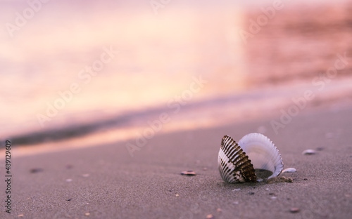 Scallop shell on wet sand in the rays of the dawn sun. 