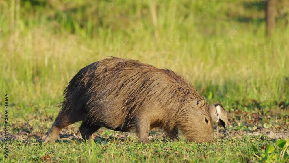Pregnant female capybara grazing on river bank alongside Southern lapwing Pregnant female capybara grazing on river bank alongside Southern lapwing