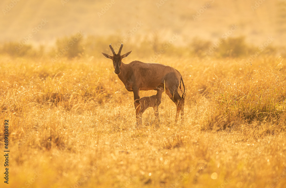 Topi mum feeding her baby in golden morning. Topi mum feeding her baby in golden morning.
