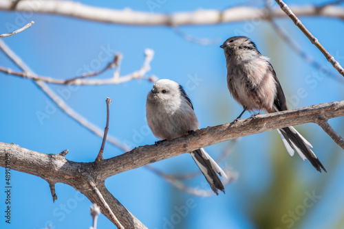 Two European long-tailed tits, latin name Aegithalos caudatus. Two birds sitting on a branch in a deciduous forest.
