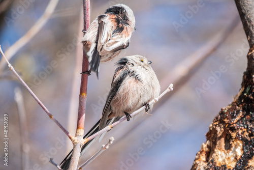 Two European long-tailed tits, latin name Aegithalos caudatus. Two birds sitting on a branch in a deciduous forest.