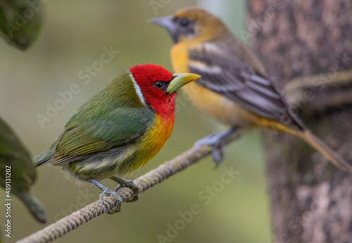 red-headed barbet, Eubucco bourcierii, Capitonidae, Costa Rica
