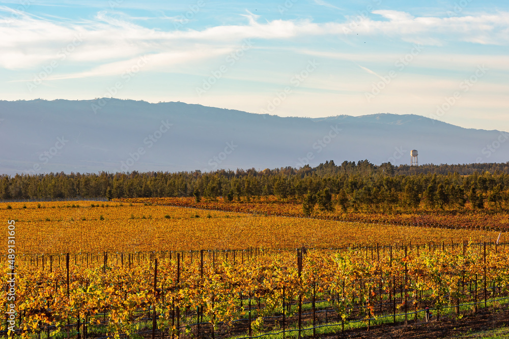 Fototapeta premium Sunny view of the vineyard landscape of Salinas Valley