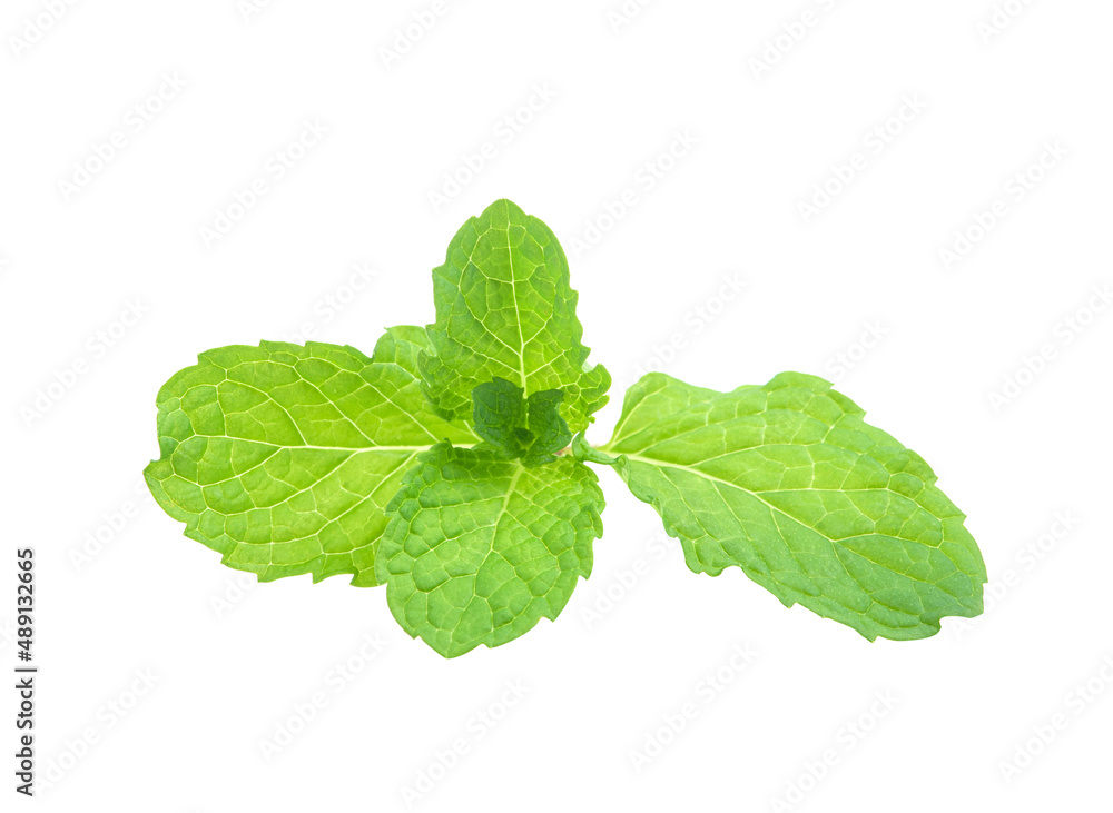 mint leaves isolated on white background mint leaves isolated on white background