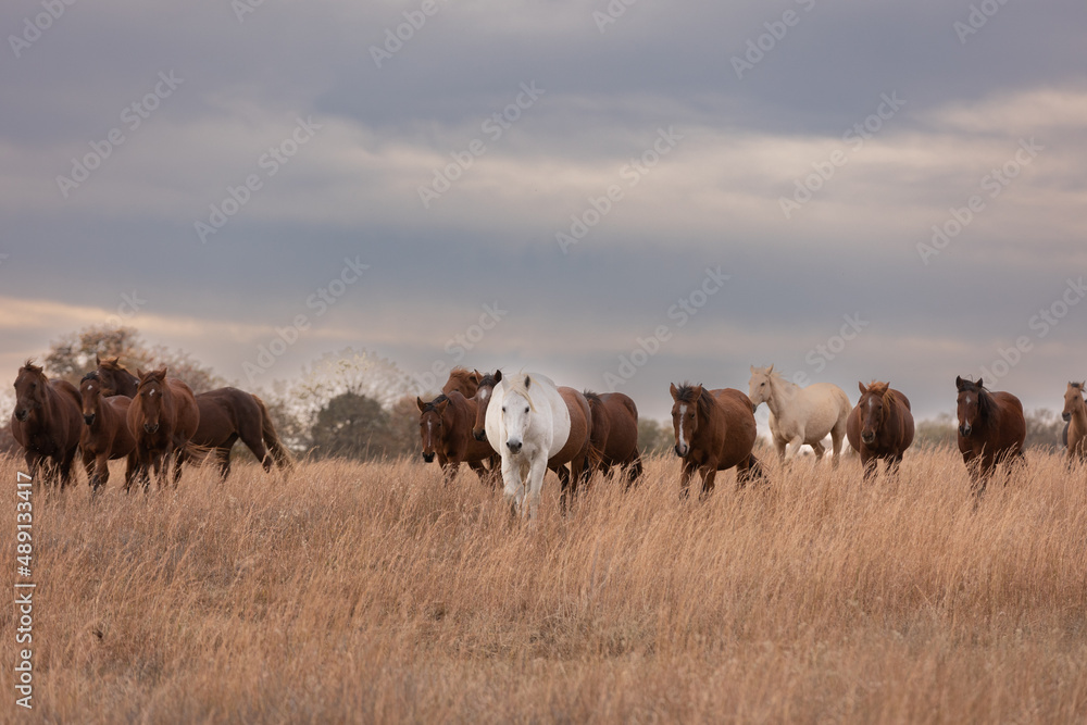 Mustangs Sanctuary 