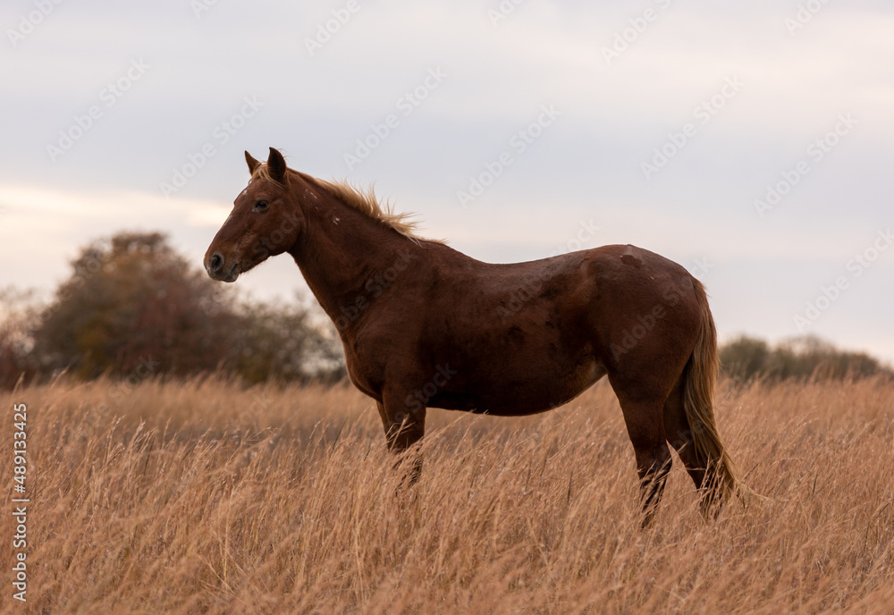 Fototapeta premium Mustangs Sanctuary 